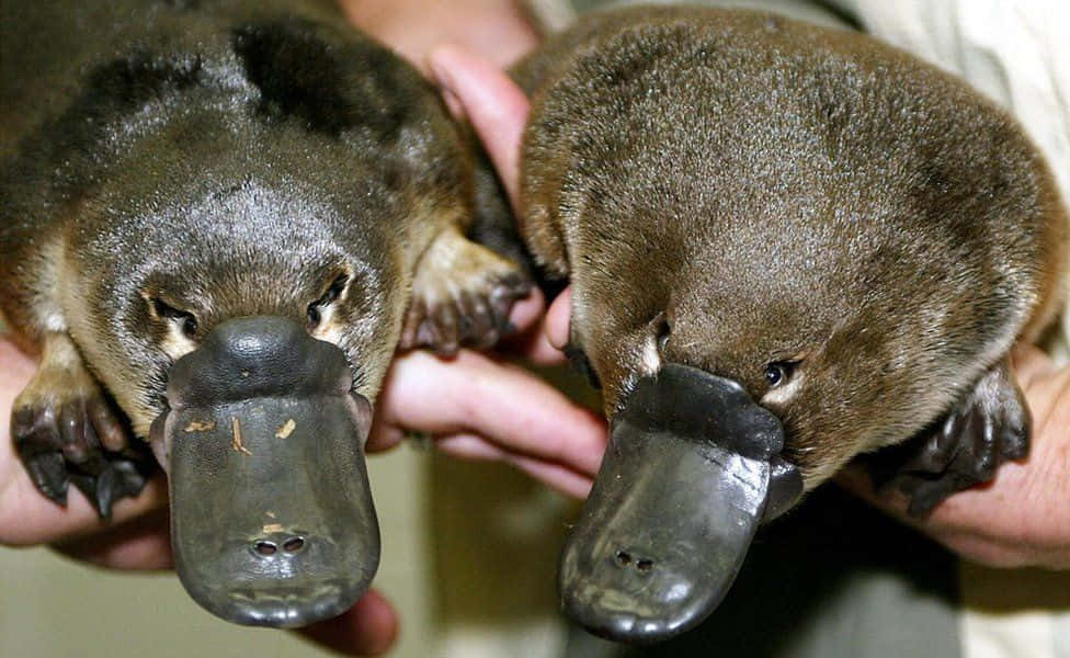 Two Platypuses Held By Human Wallpaper