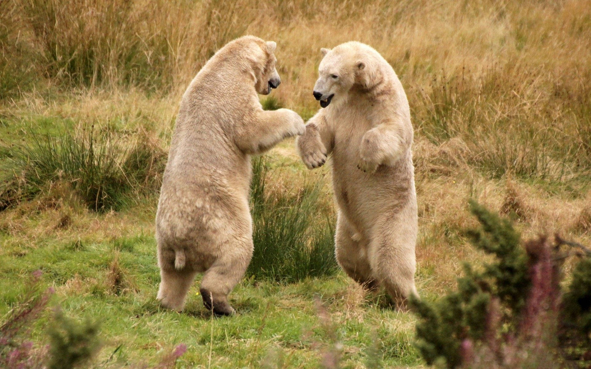 Two threatening polar bears locked in a tense stand-off Wallpaper