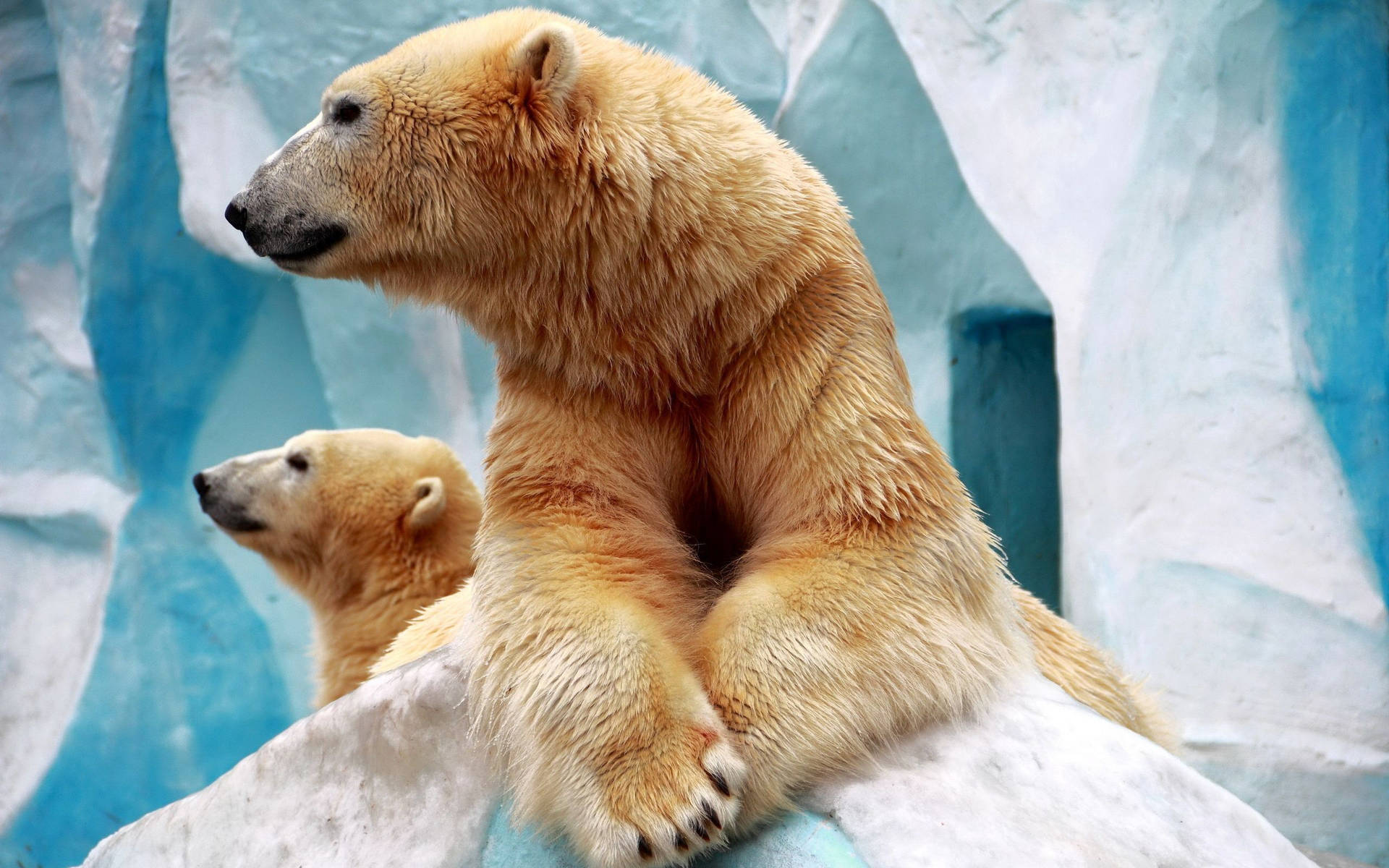 Two Polar Bears On Ice Peak Wallpaper