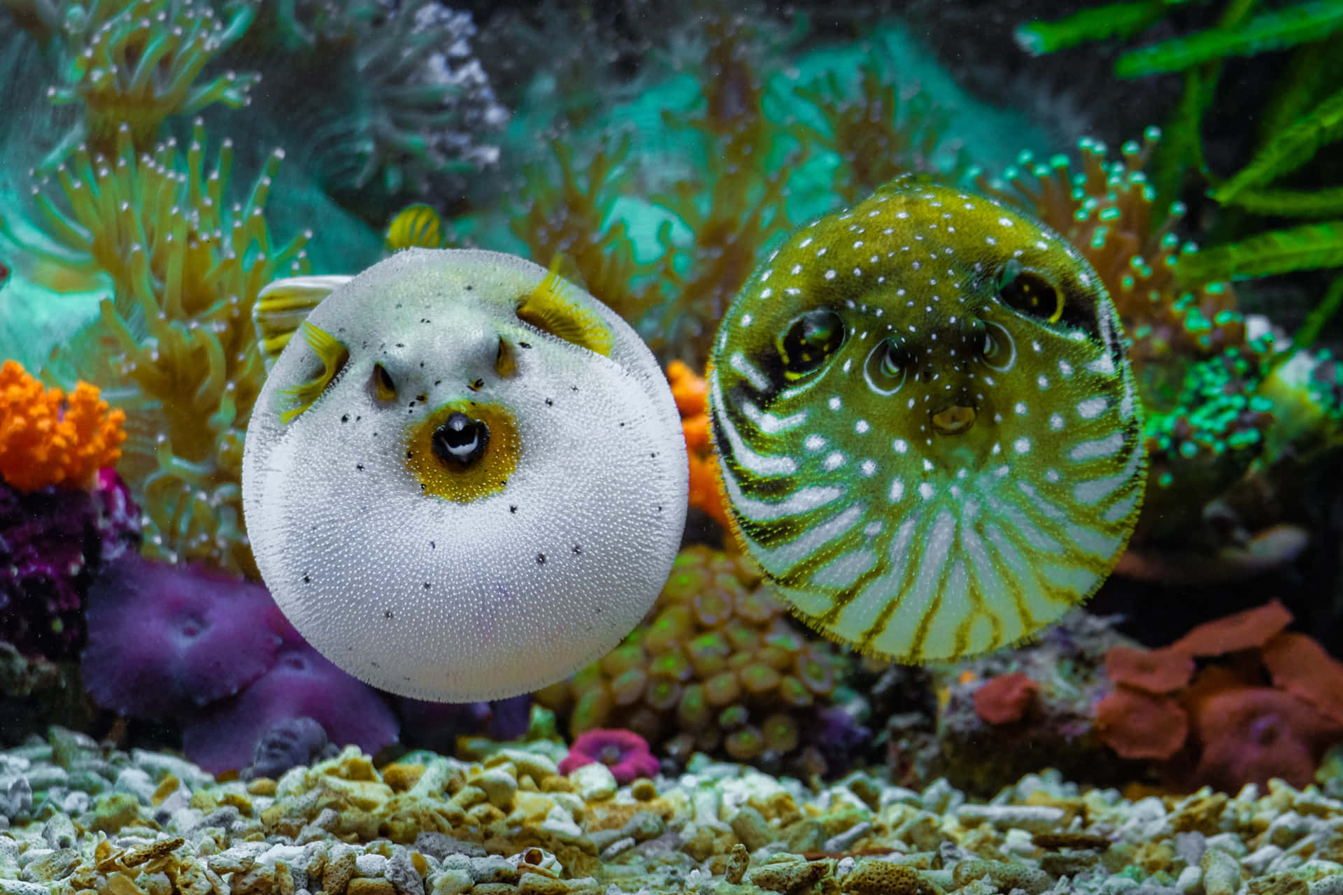 Two Pufferfish Aquarium Scene Wallpaper