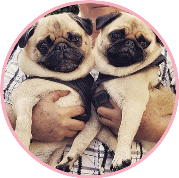 Two Pugs Cuddling With Human PNG