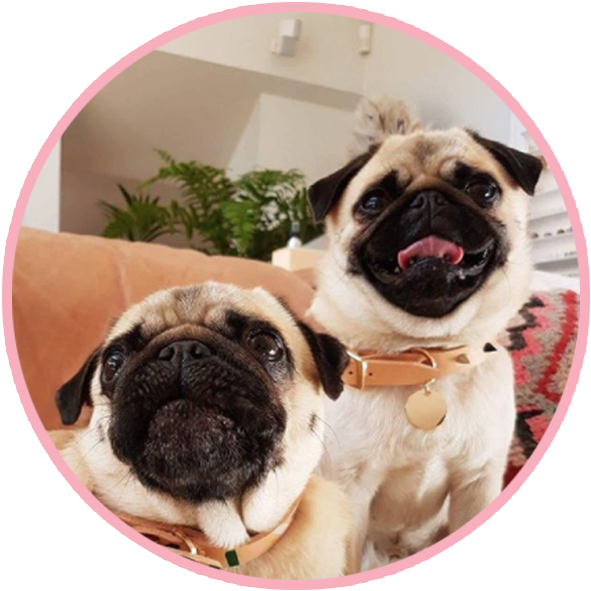 Two Pugs Cute Portrait PNG