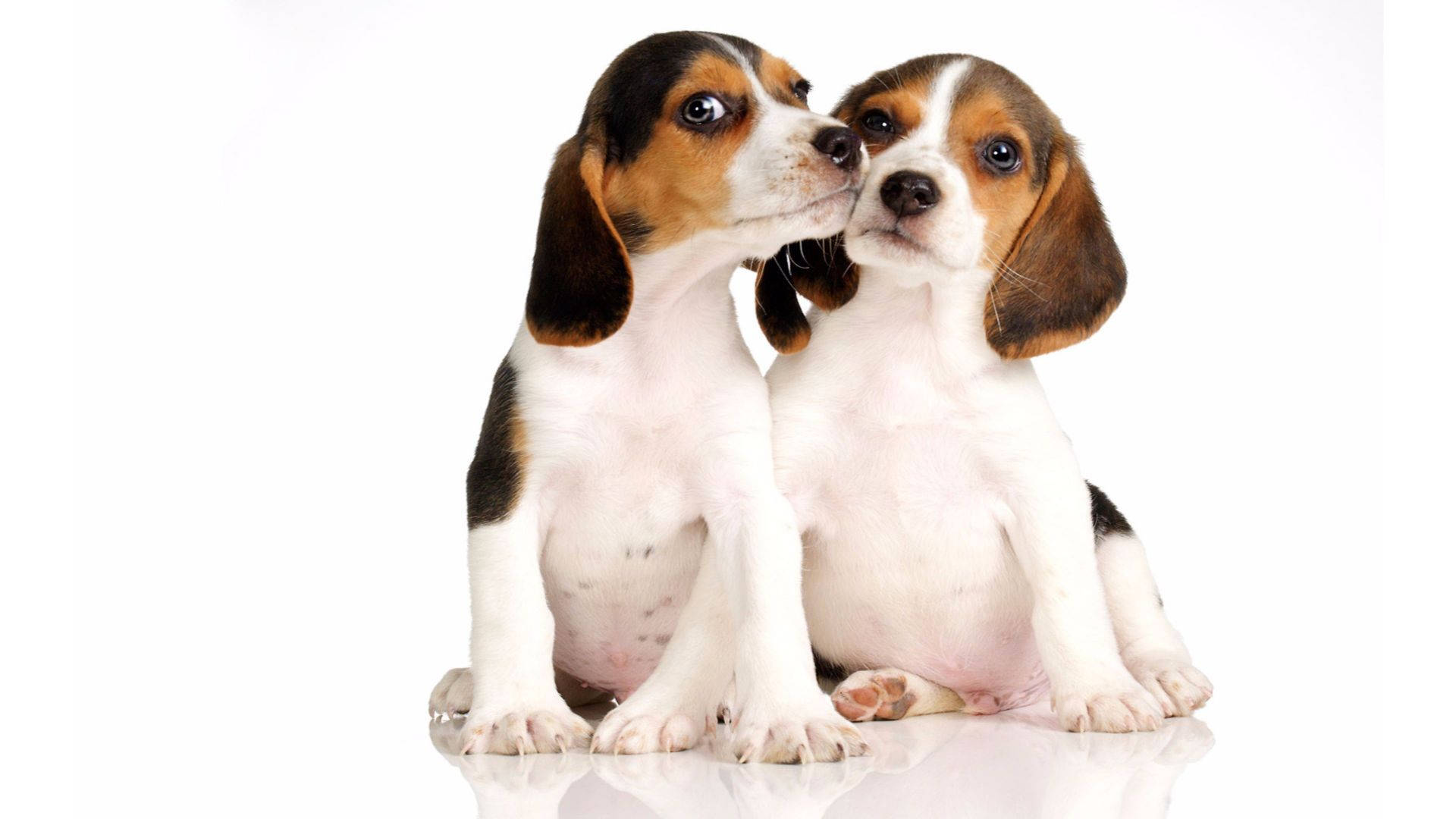 Two Puppy Beagle Dog Wallpaper