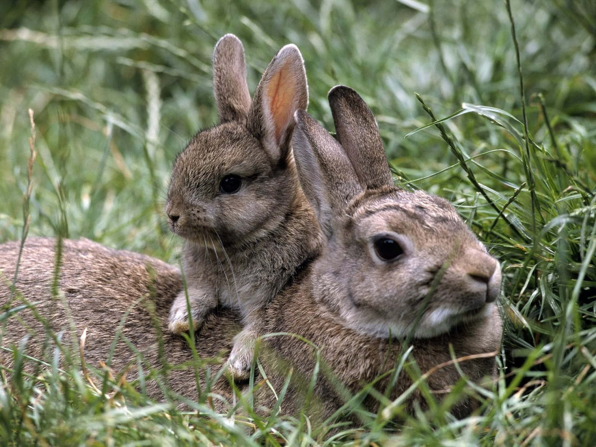 Two Rabbits Cuddlingin Grass Wallpaper