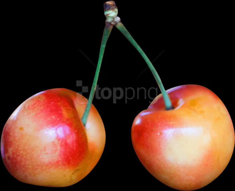 Two Rainier Cherries Black Background PNG