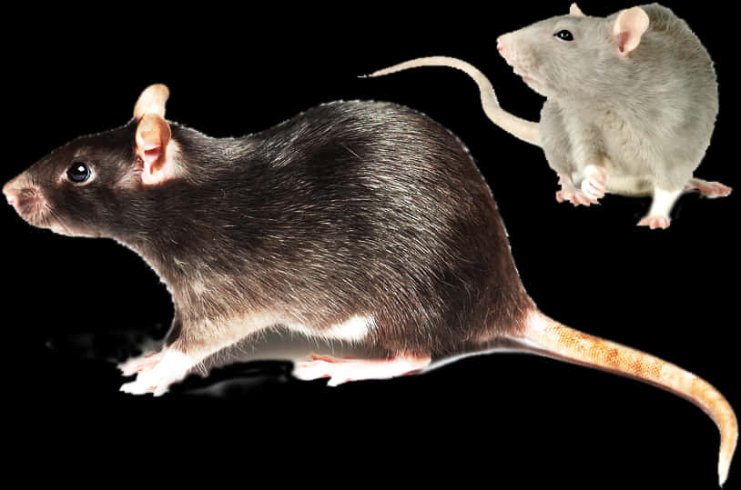 Two Rats Blackand White PNG