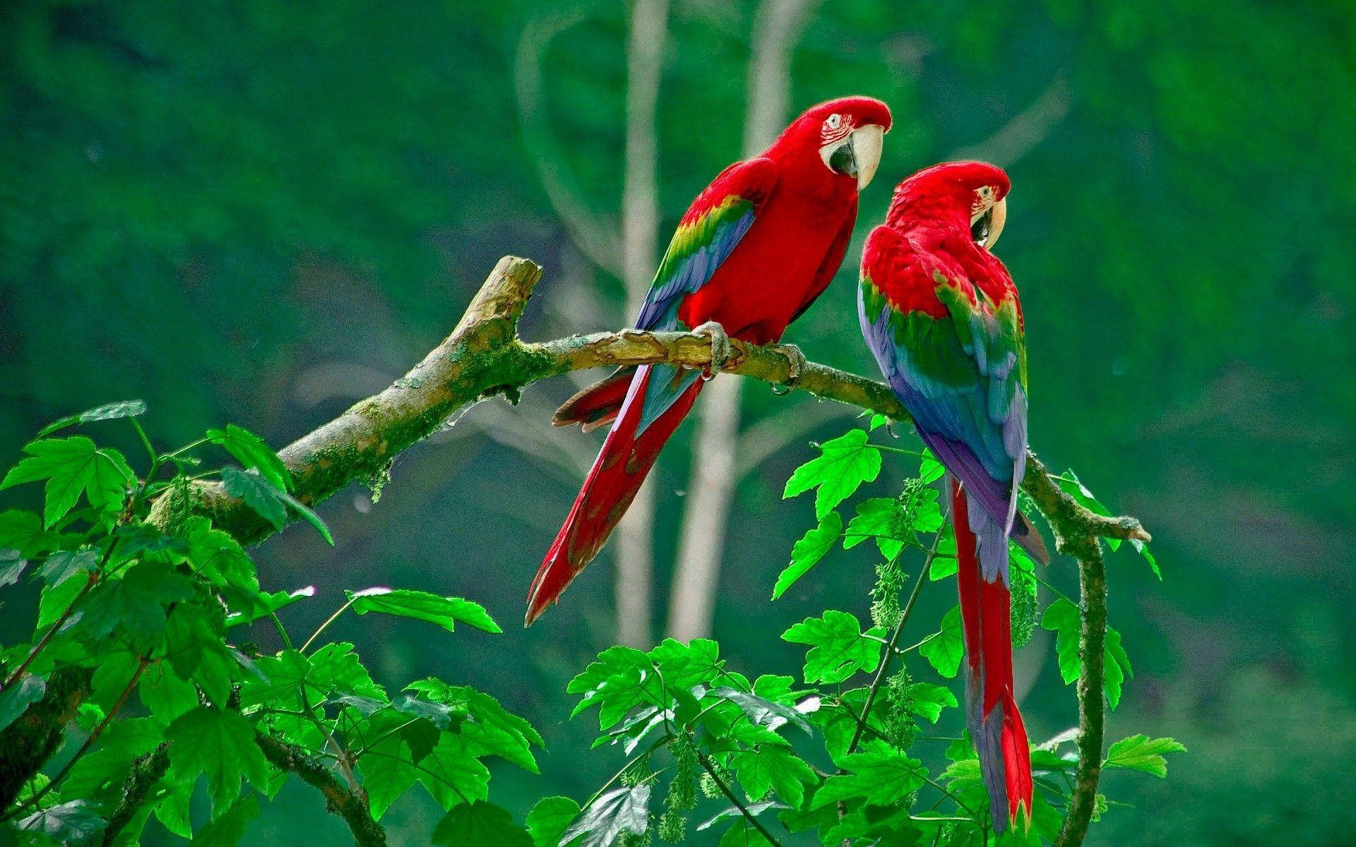 Two Red Macaw Parrots Green Backdrop Wallpaper