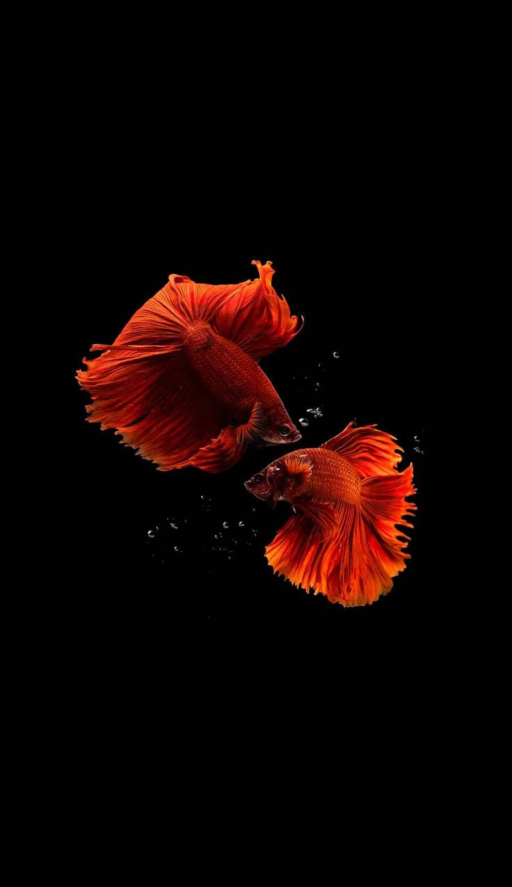 Två Röda Orange Siamesiska Fiskar Iphone Bakgrundsbild. Wallpaper