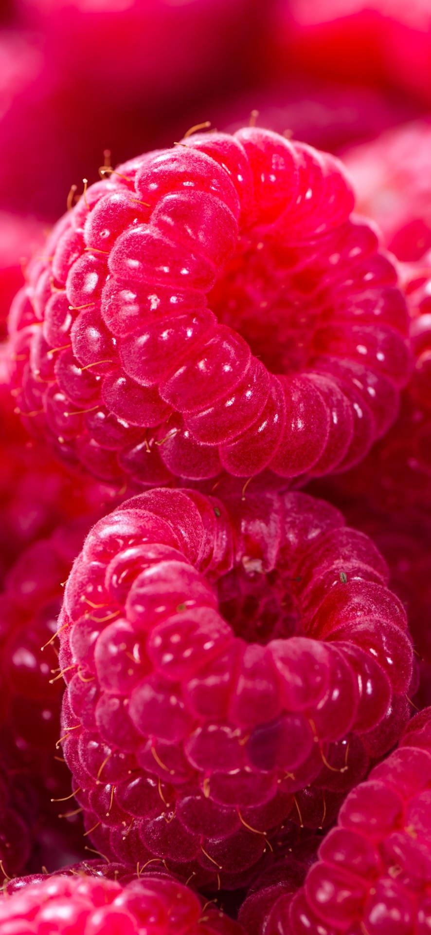 Delicately Fresh and Ripe Red Raspberries Wallpaper