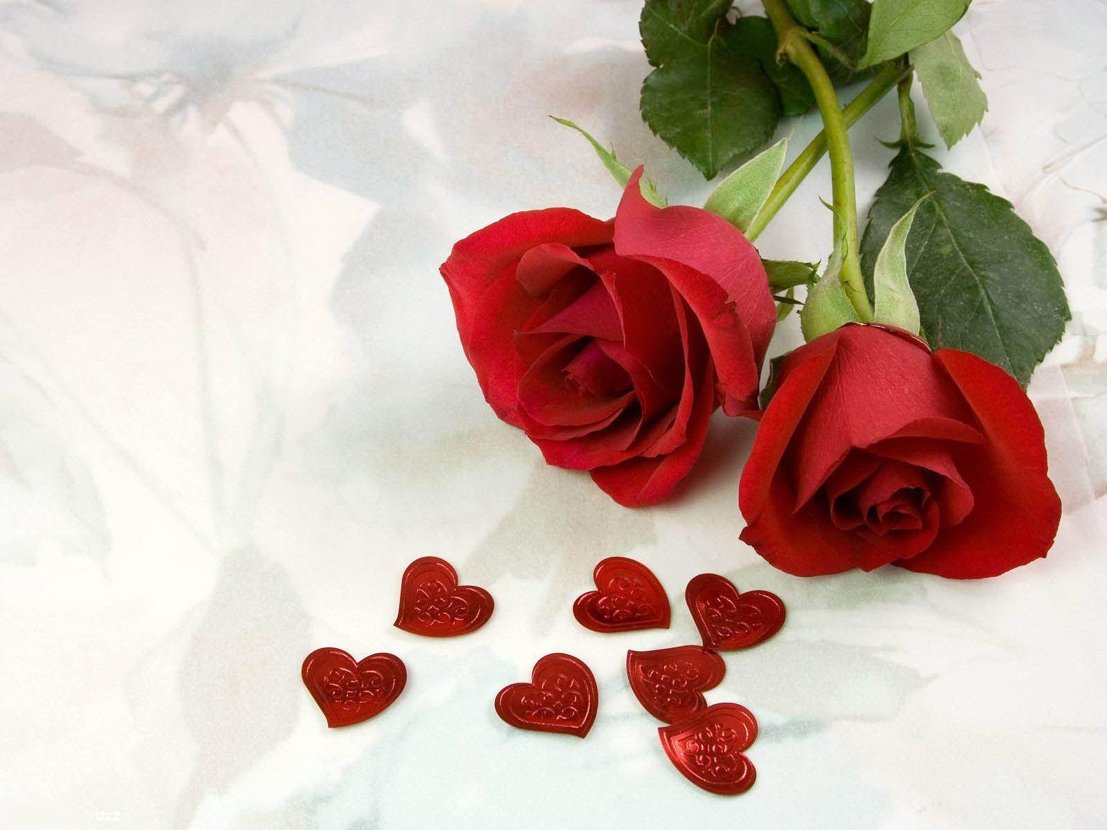 Download Two Romantic Rose Flowers Wallpaper 