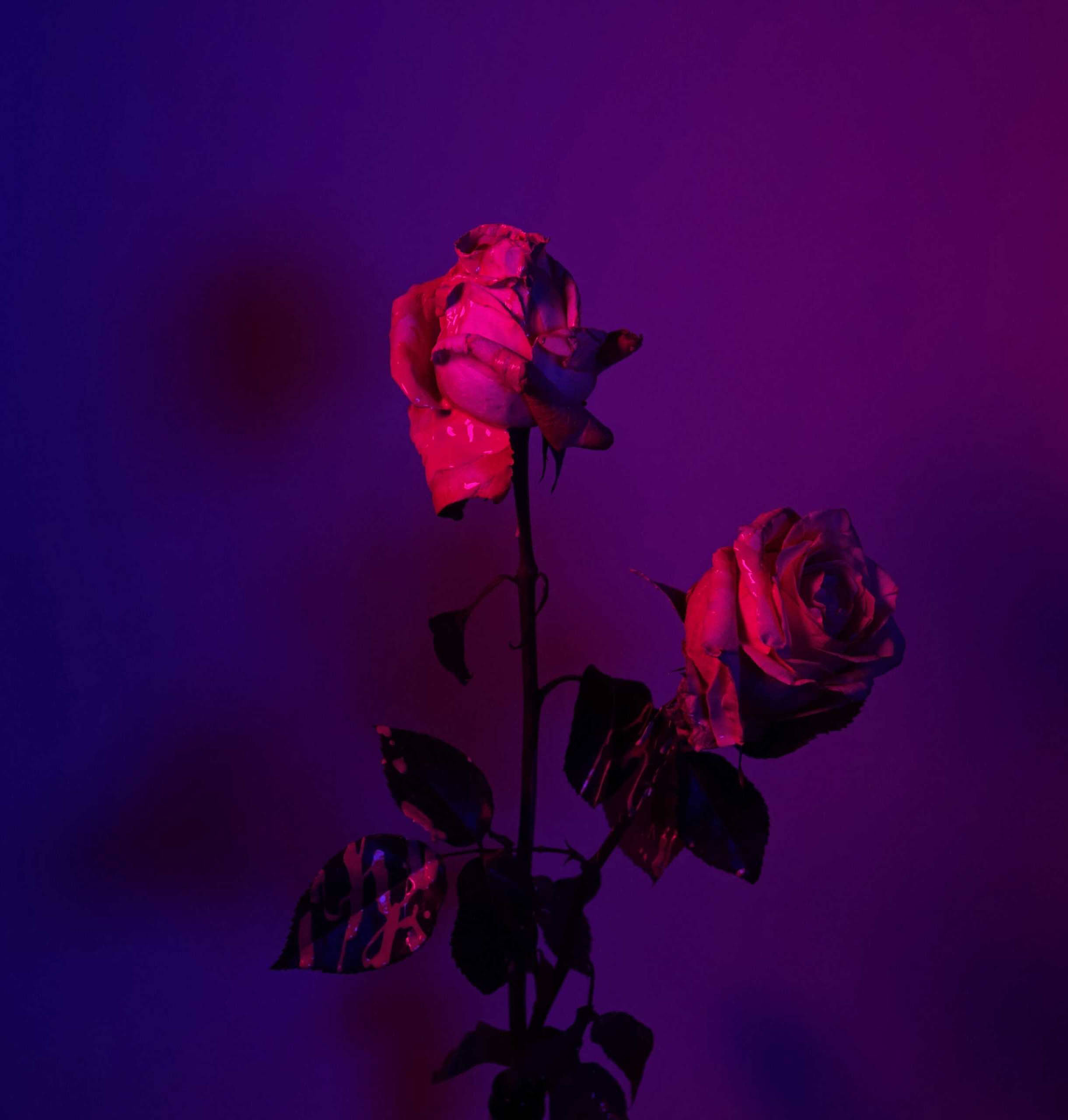 Two Roses In Purple Lighting Wallpaper