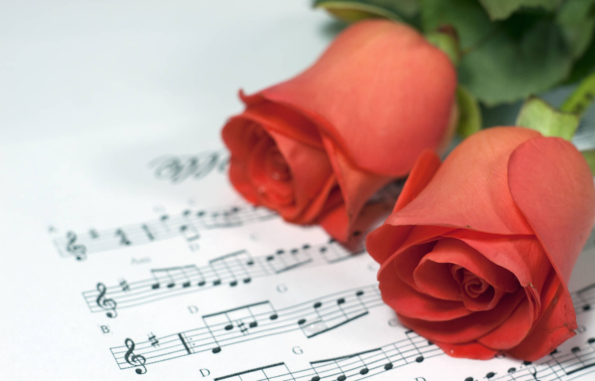 Two Roses Over Music Sheet Wallpaper