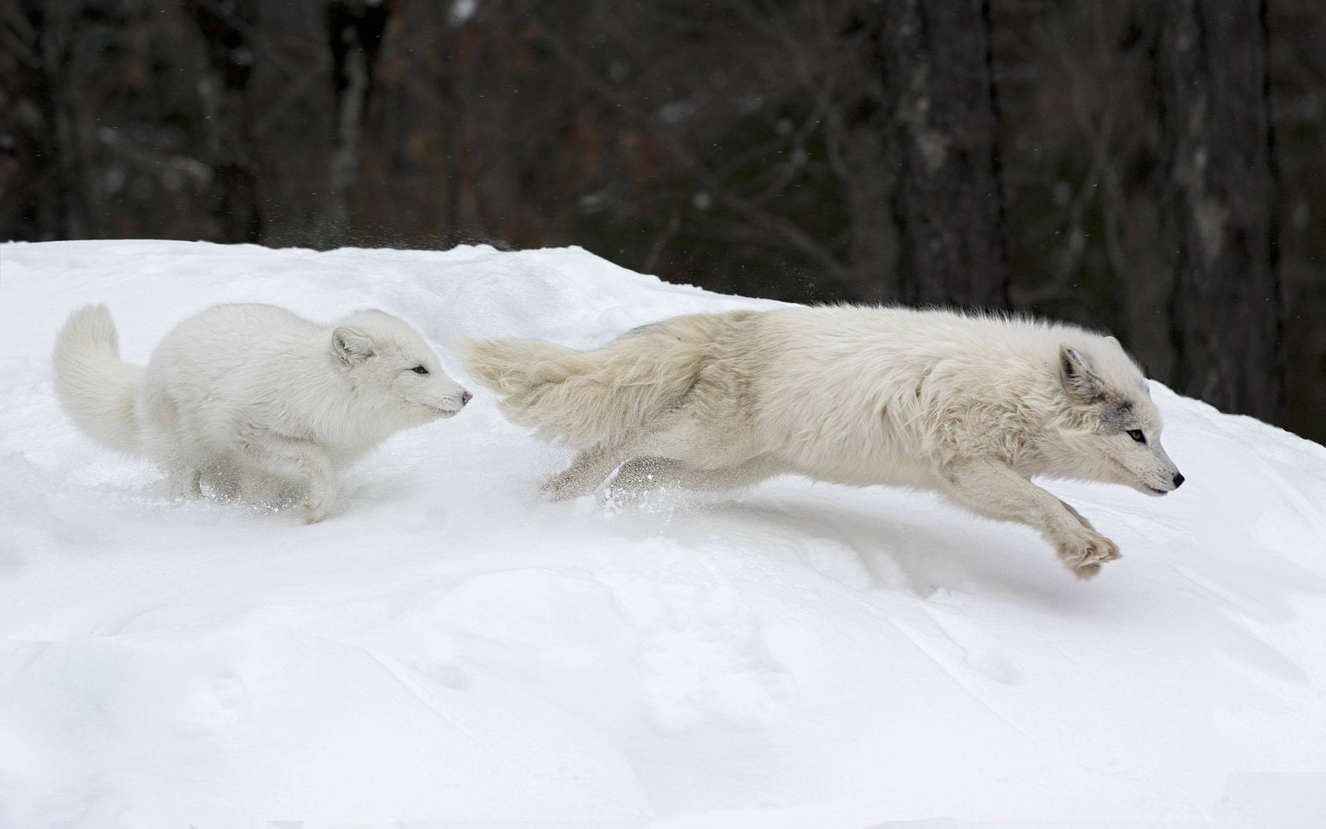 Two Running White Foxes Wallpaper