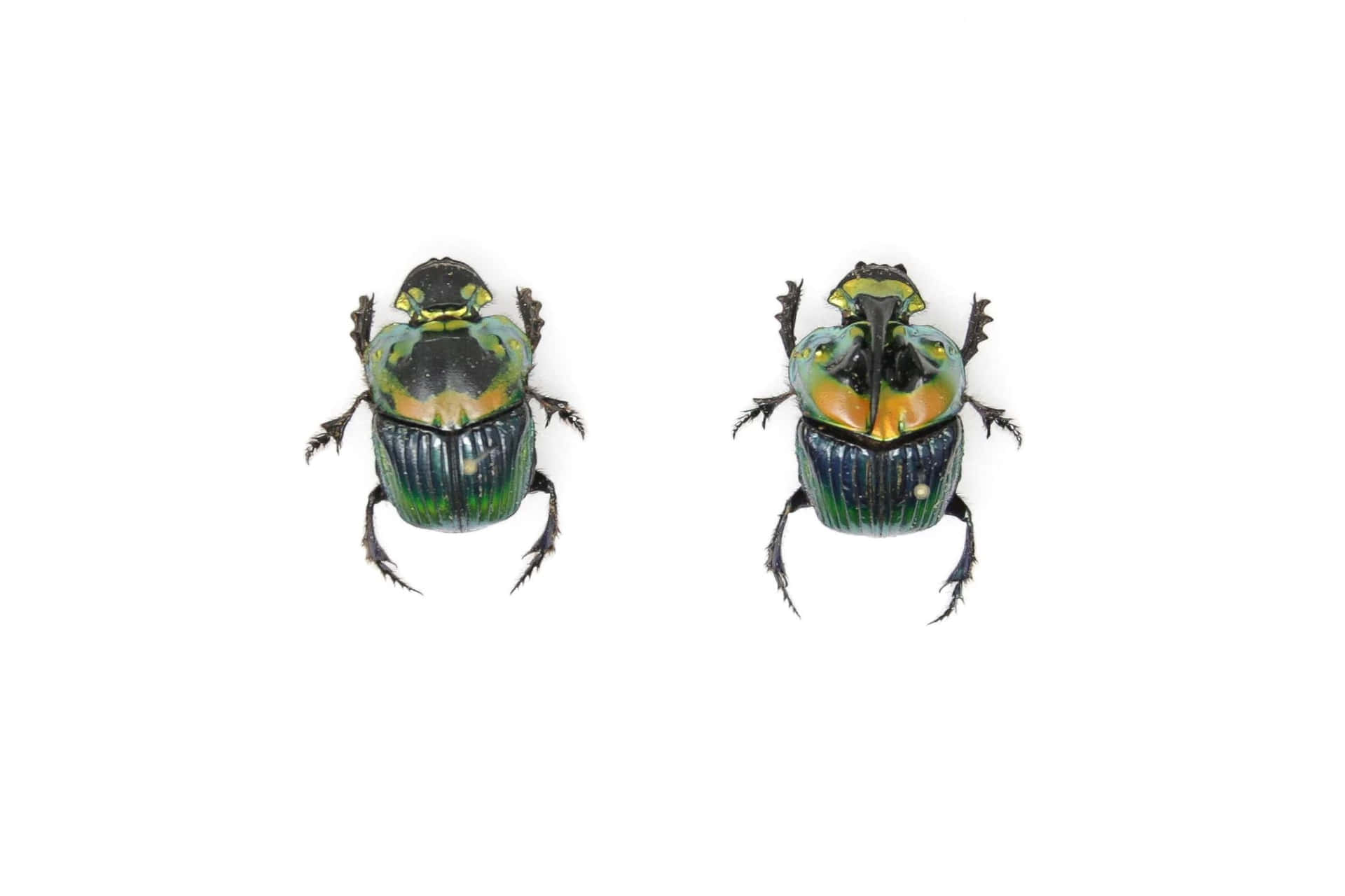 Two Scarab Beetles White Background Wallpaper