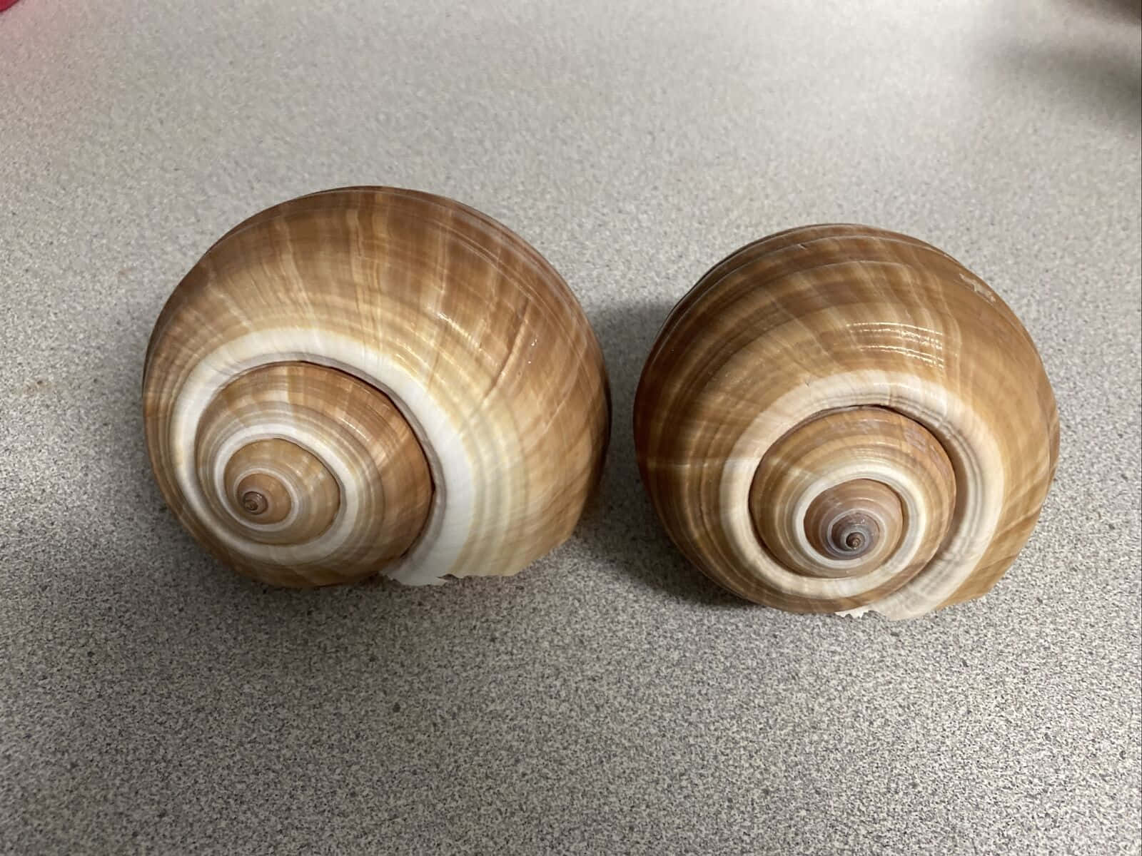 Two Sea Snails Shellson Tabletop Wallpaper