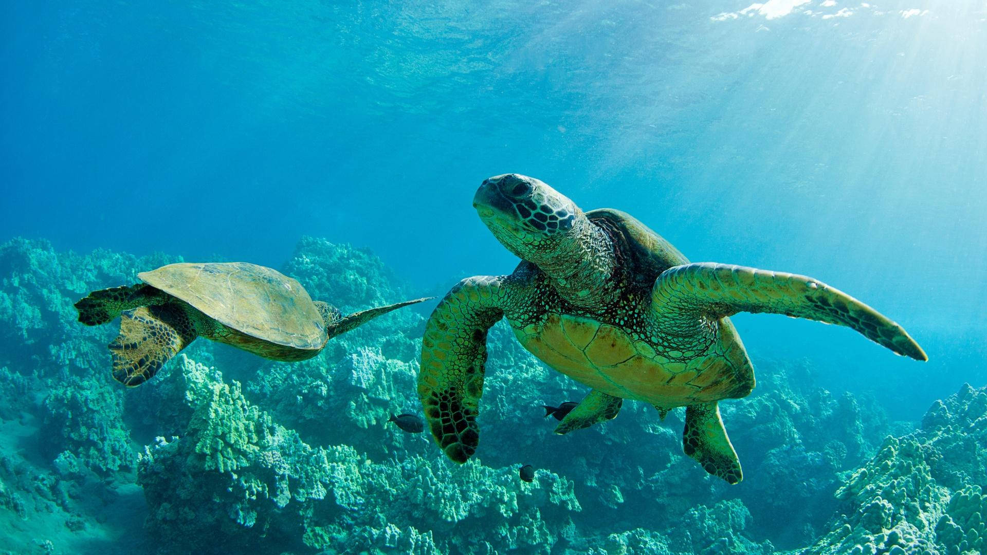 Two Sea Turtles In Opposite Directions Wallpaper