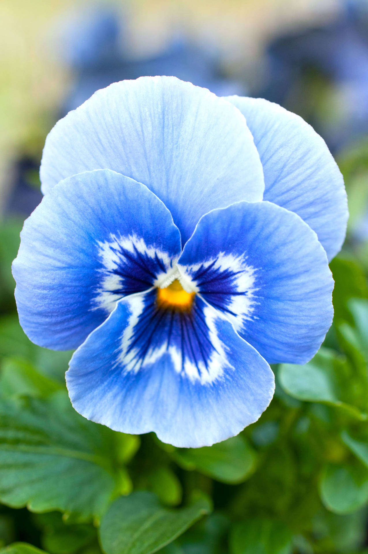 Two Shades Of Blue Single Pansy Wallpaper