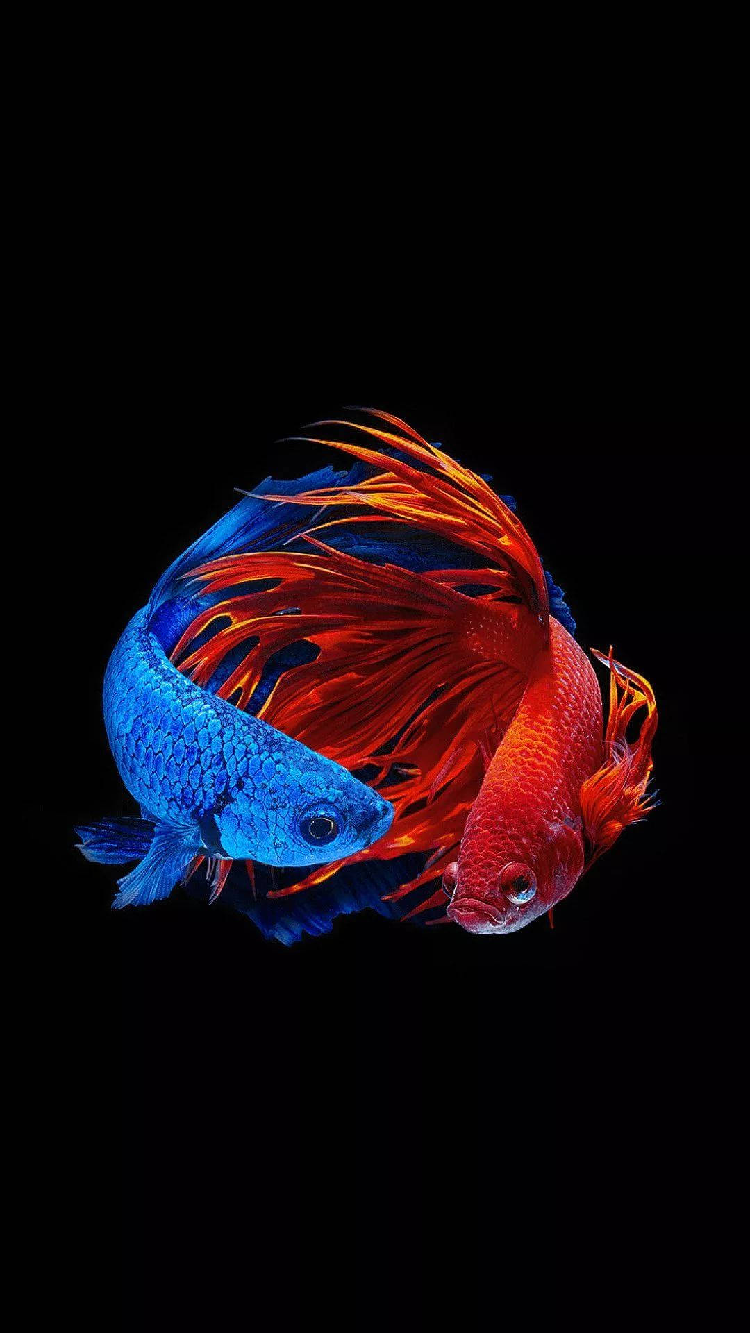 750x1334 Siamese Fish iPhone 6, iPhone 6S, iPhone 7 HD 4k Wallpapers,  Images, Backgrounds, Photos and Pictures