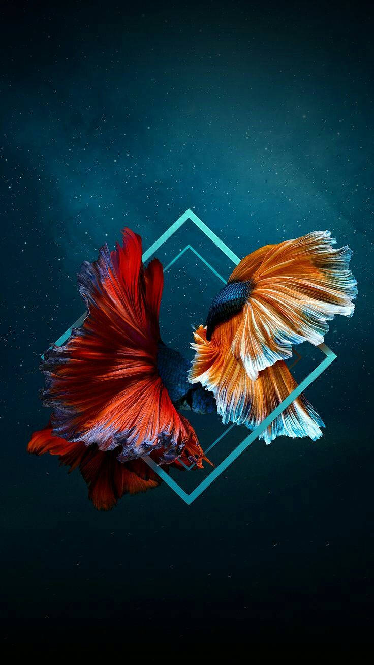 Two Siamese Fighting Fish Iphone Wallpaper