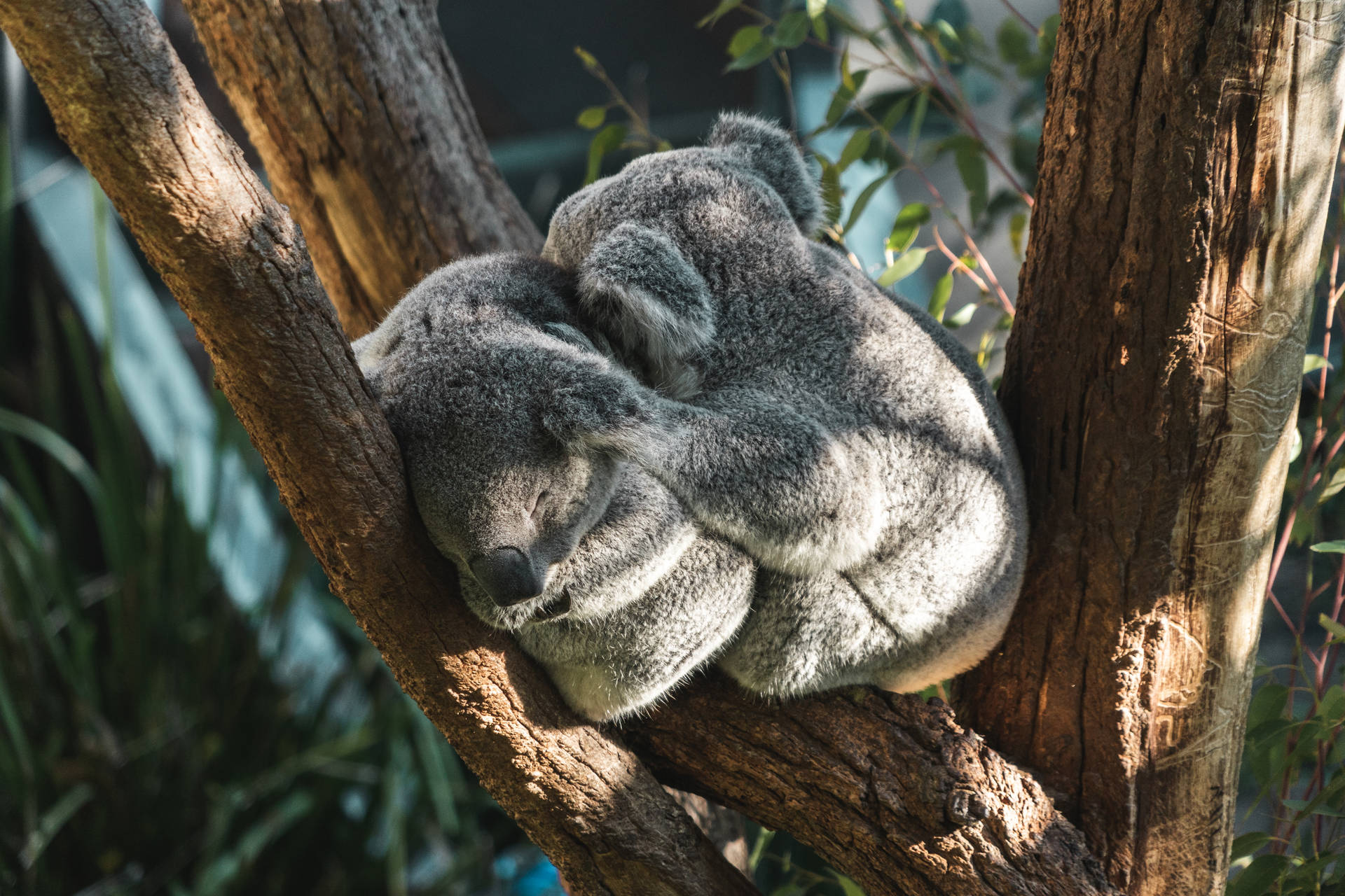 Two Sleeping Koalas Wallpaper