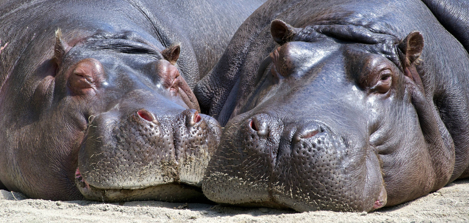 Two Sleepy Hippopotamuses