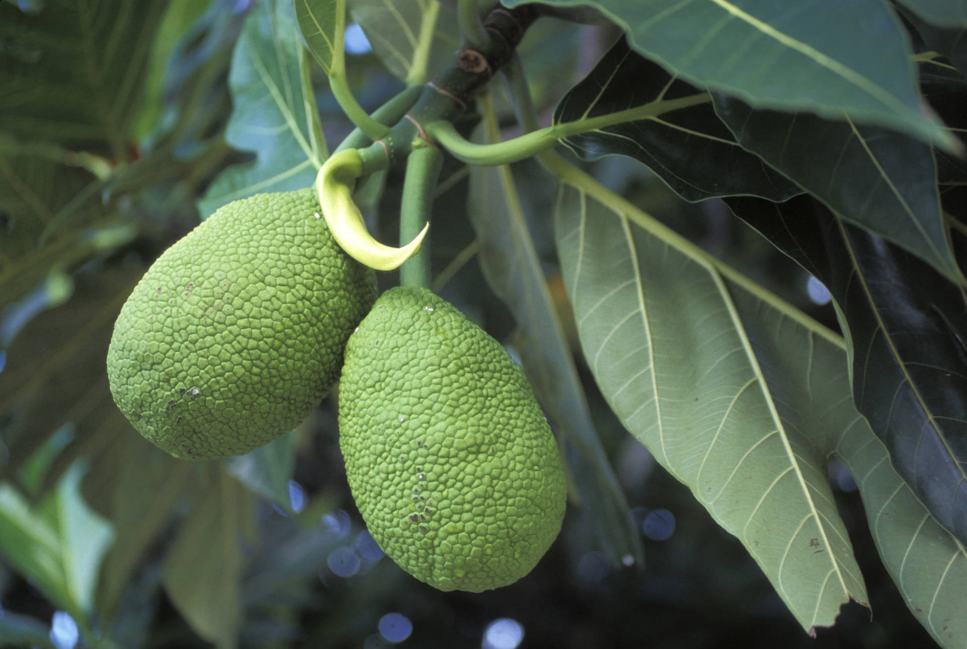 Caption: "Two Oblong Breadfruit on a Natural Background" Wallpaper