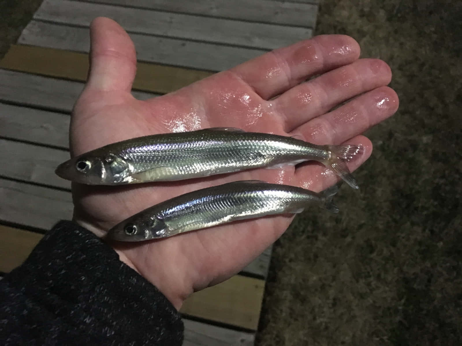 Two Smelt Fish In Hand.jpg Wallpaper