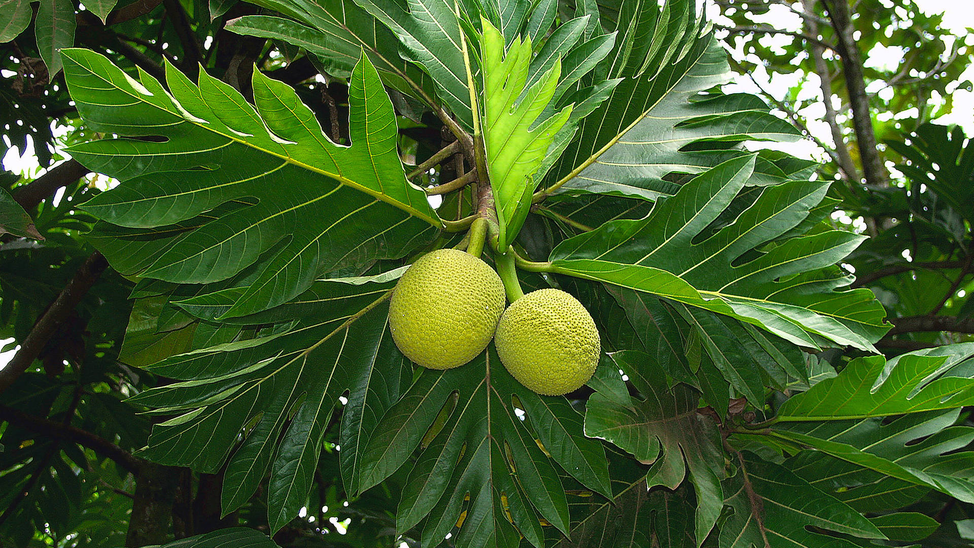 Two Smooth Breadfruit Wallpaper