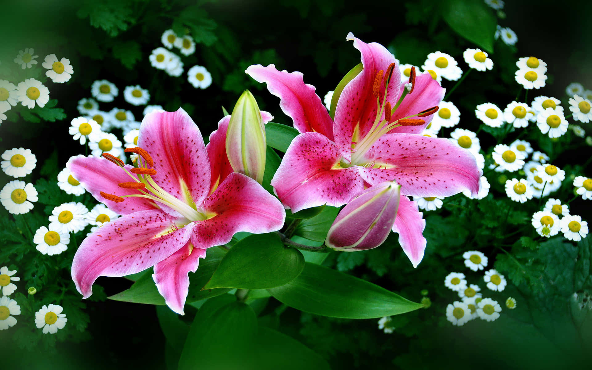 Two Stargazer Lily Flowers Wallpaper