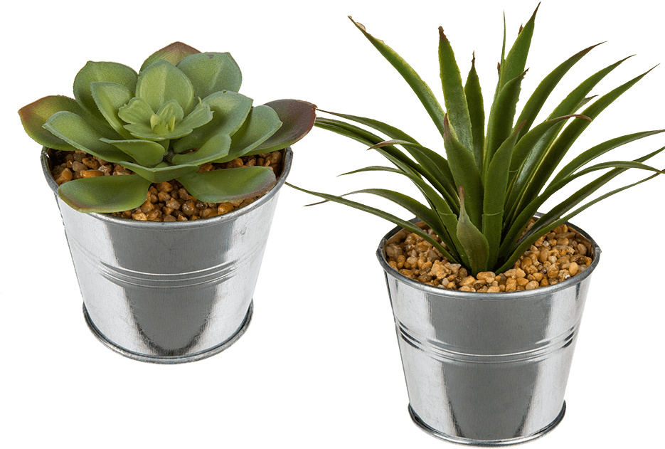 Two Succulentsin Metal Pots PNG