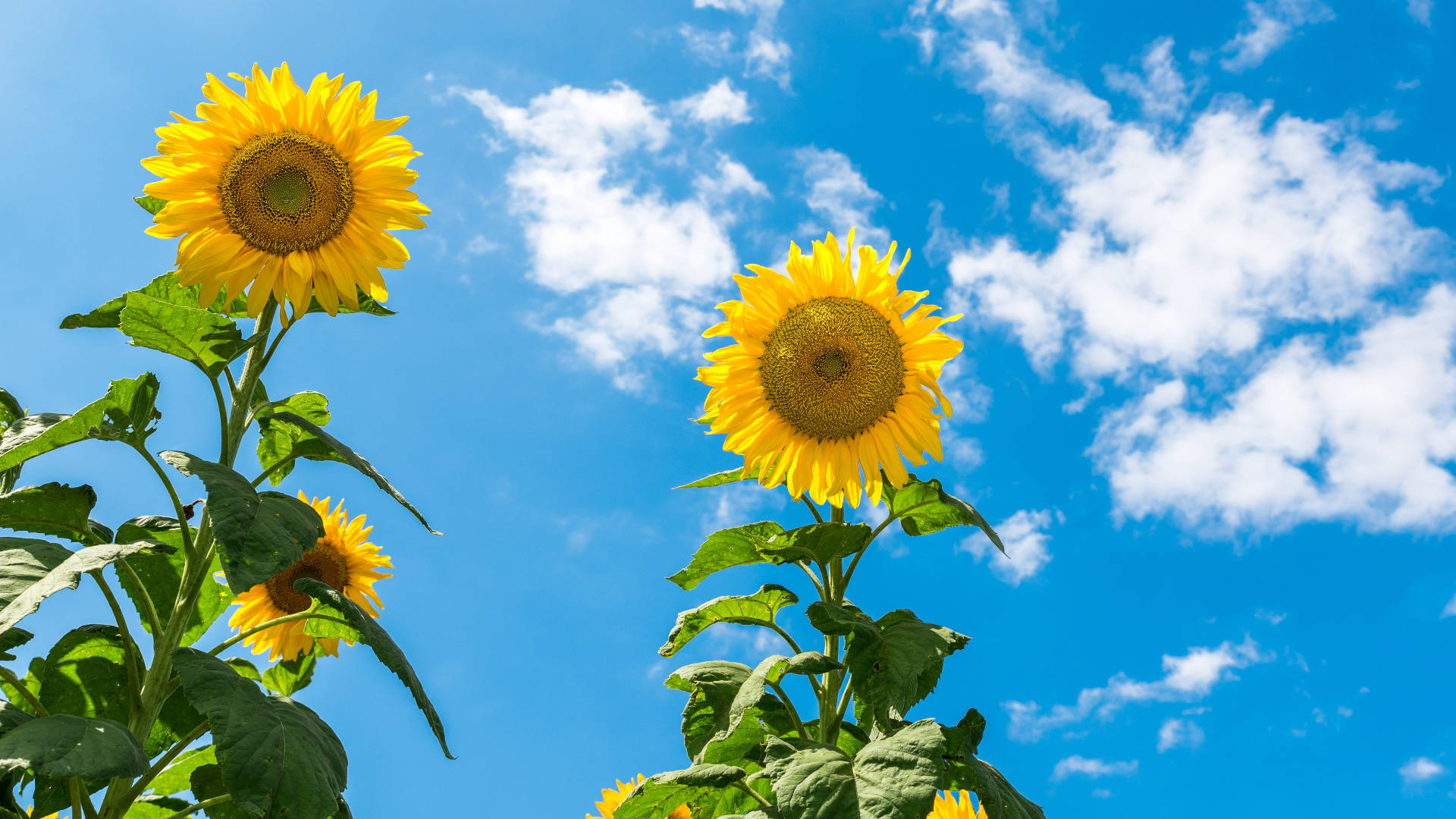 Two Sunflower Laptop Background