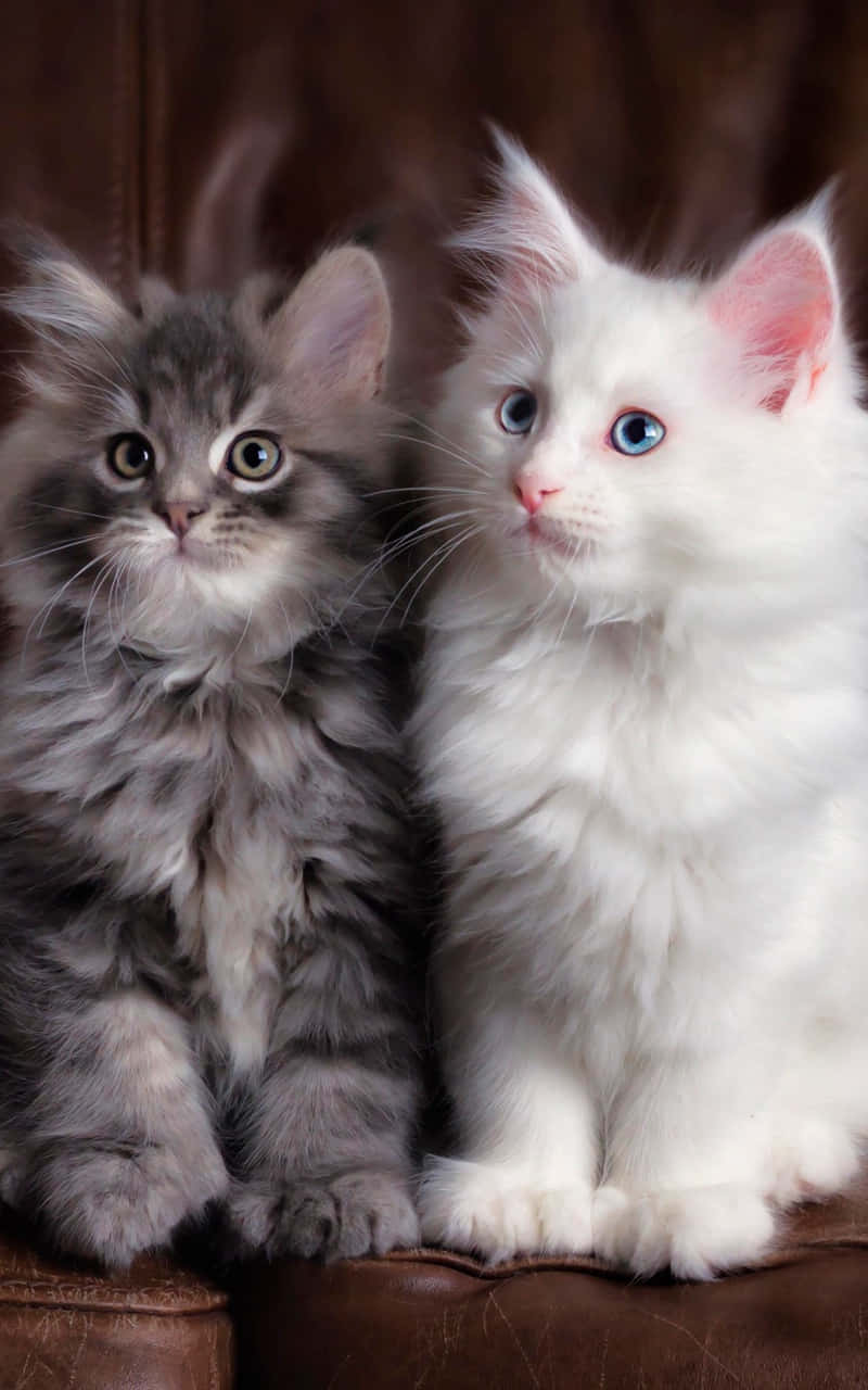Two Super Cute Fluffy Kittens Wallpaper