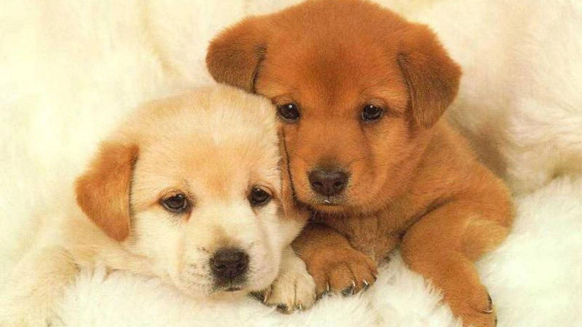 Two Sweet Puppies Wallpaper