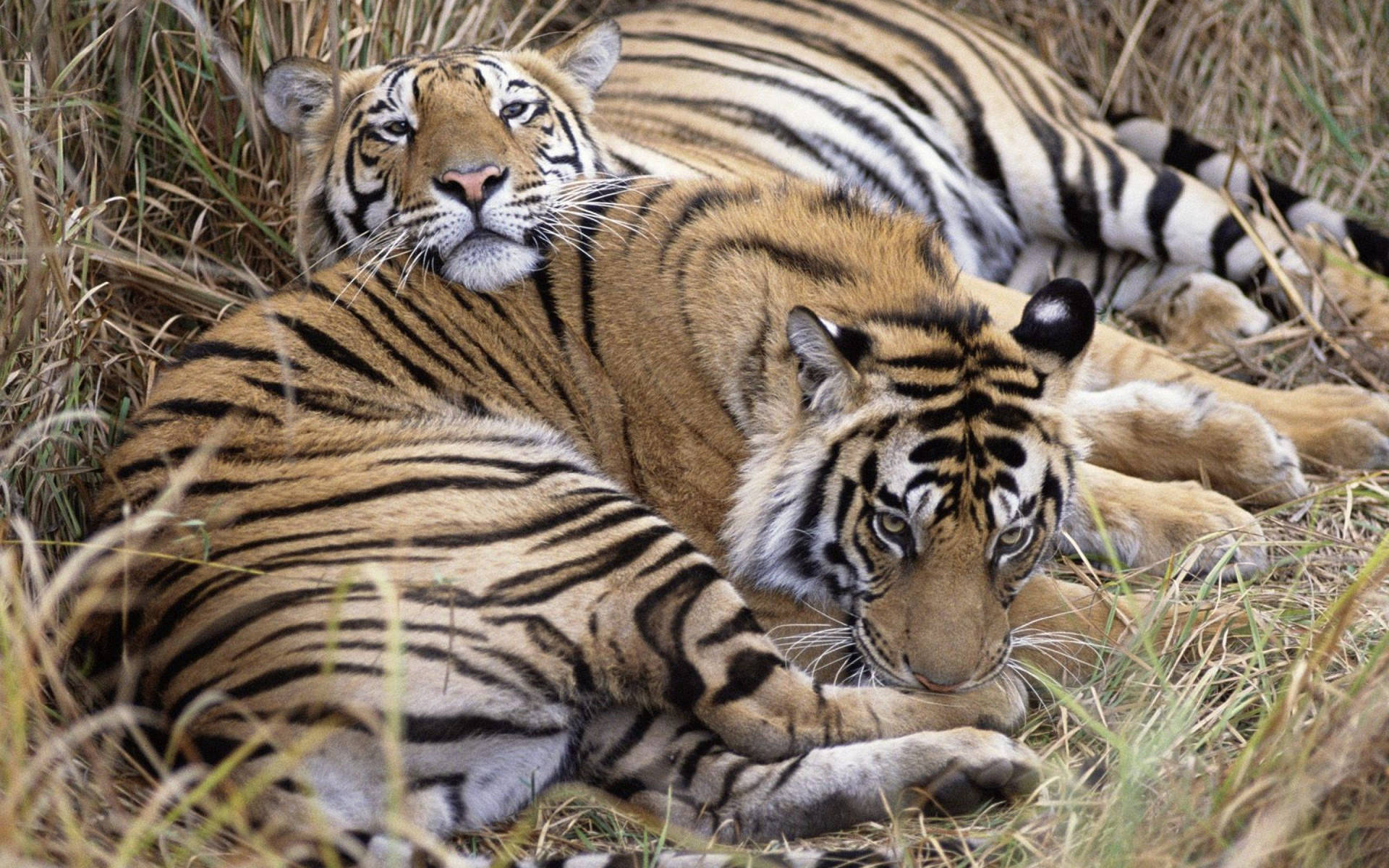 Two Tigers Lying On Grass Background