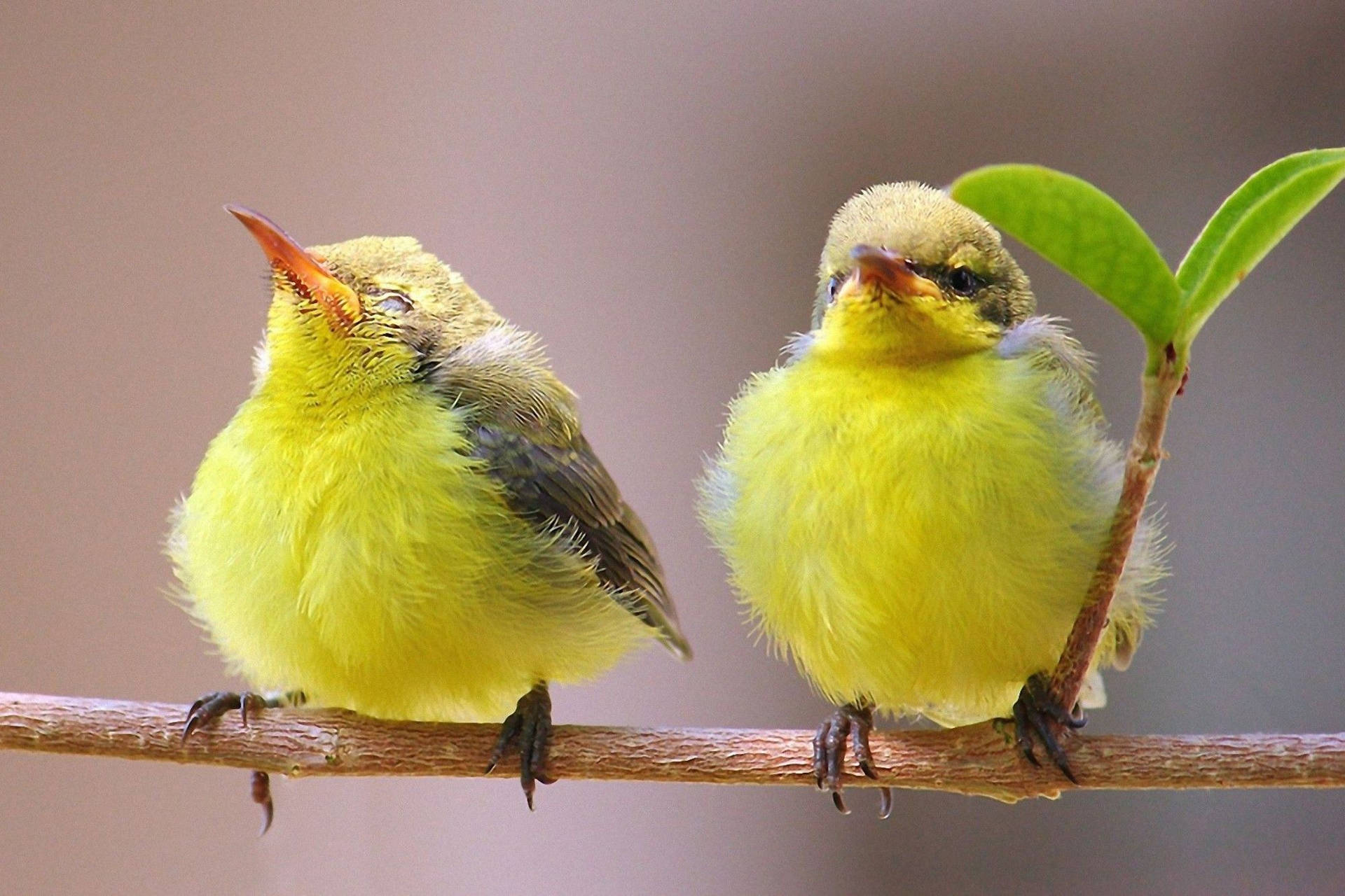 Two Tiny Yellow Birds Wallpaper