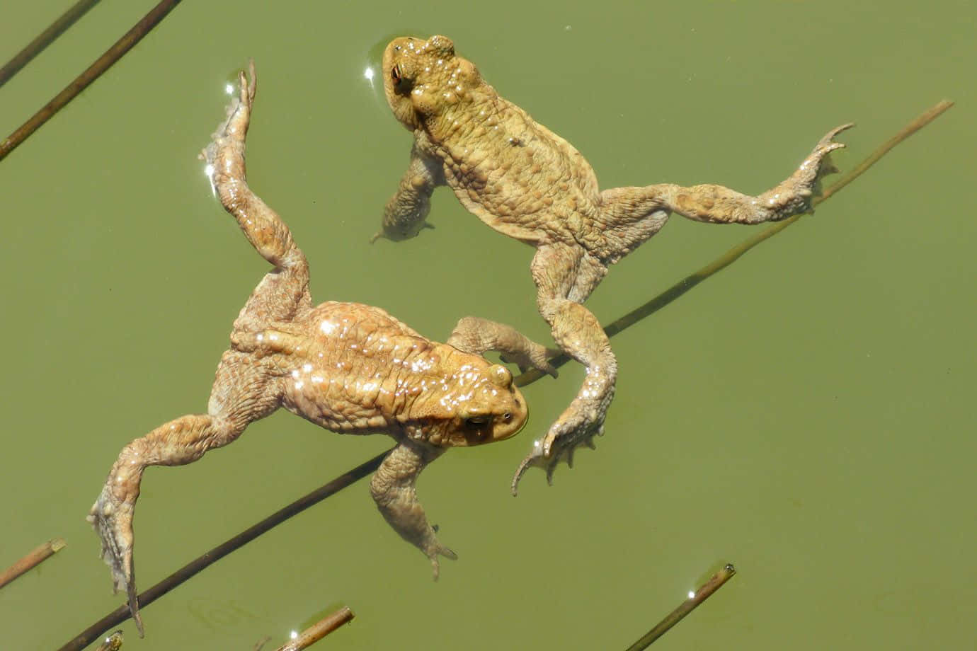 Download Two Toads Swimmingin Pond Wallpaper | Wallpapers.com