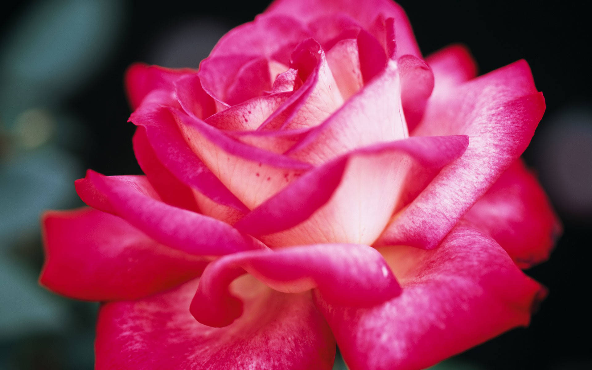 Zweifarbige,hübsche Rosa Rose Wallpaper