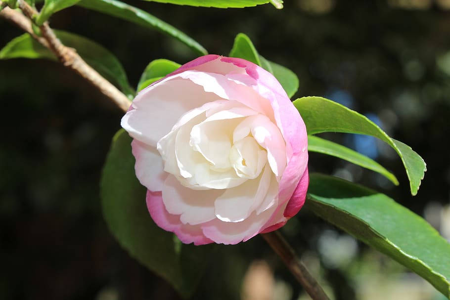Two-Toned Camellia Sasanqua Flower Wallpaper