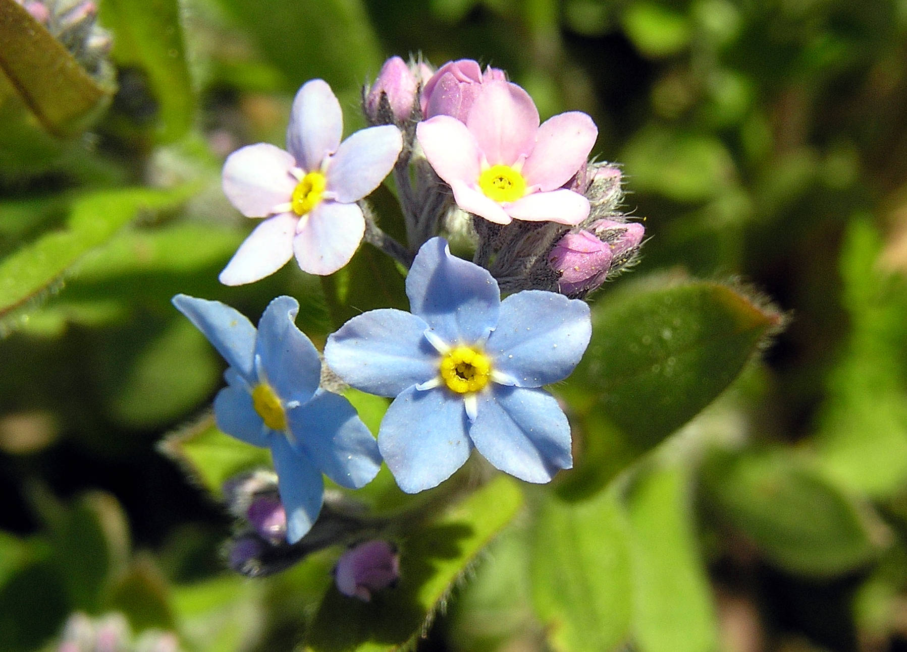 Two-toned Forget Me Not Flowers Wallpaper