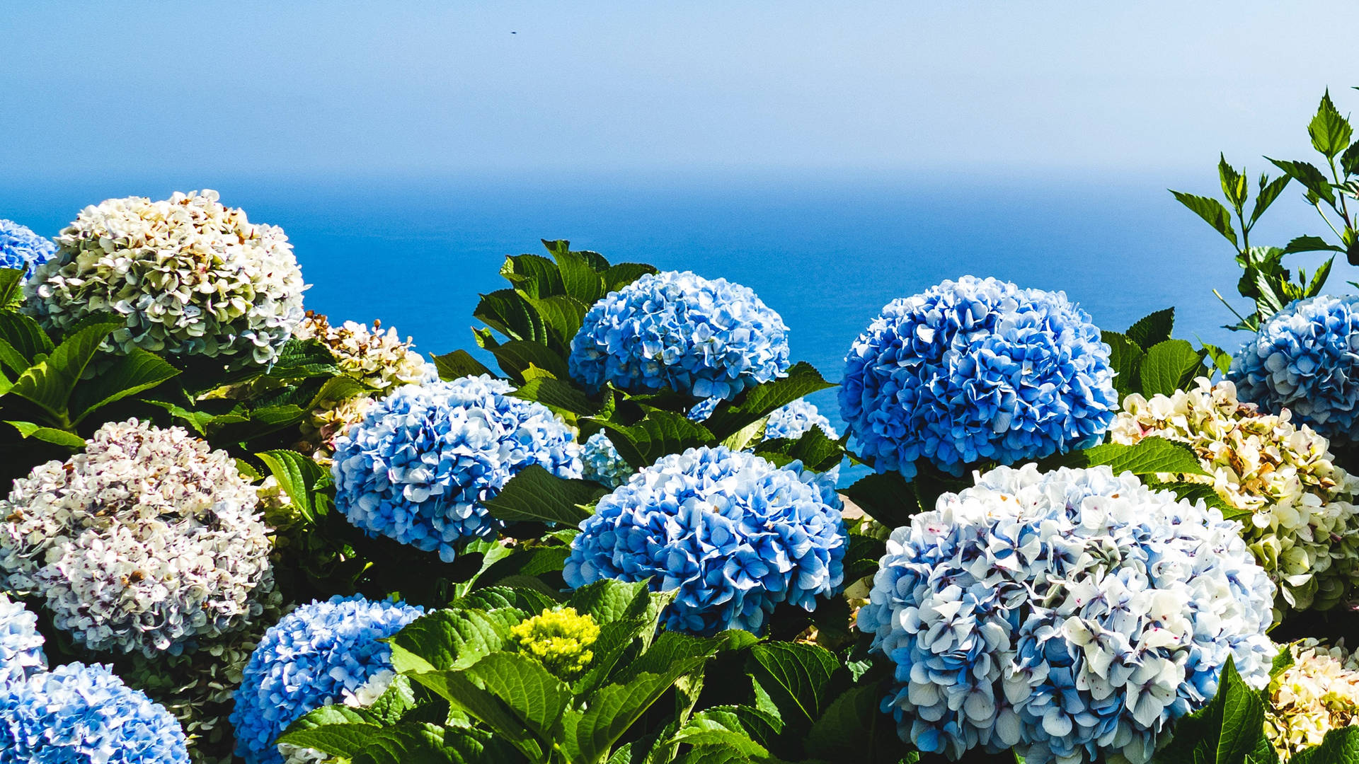 Two-toned Hydrangeas Blue Flower Background Wallpaper