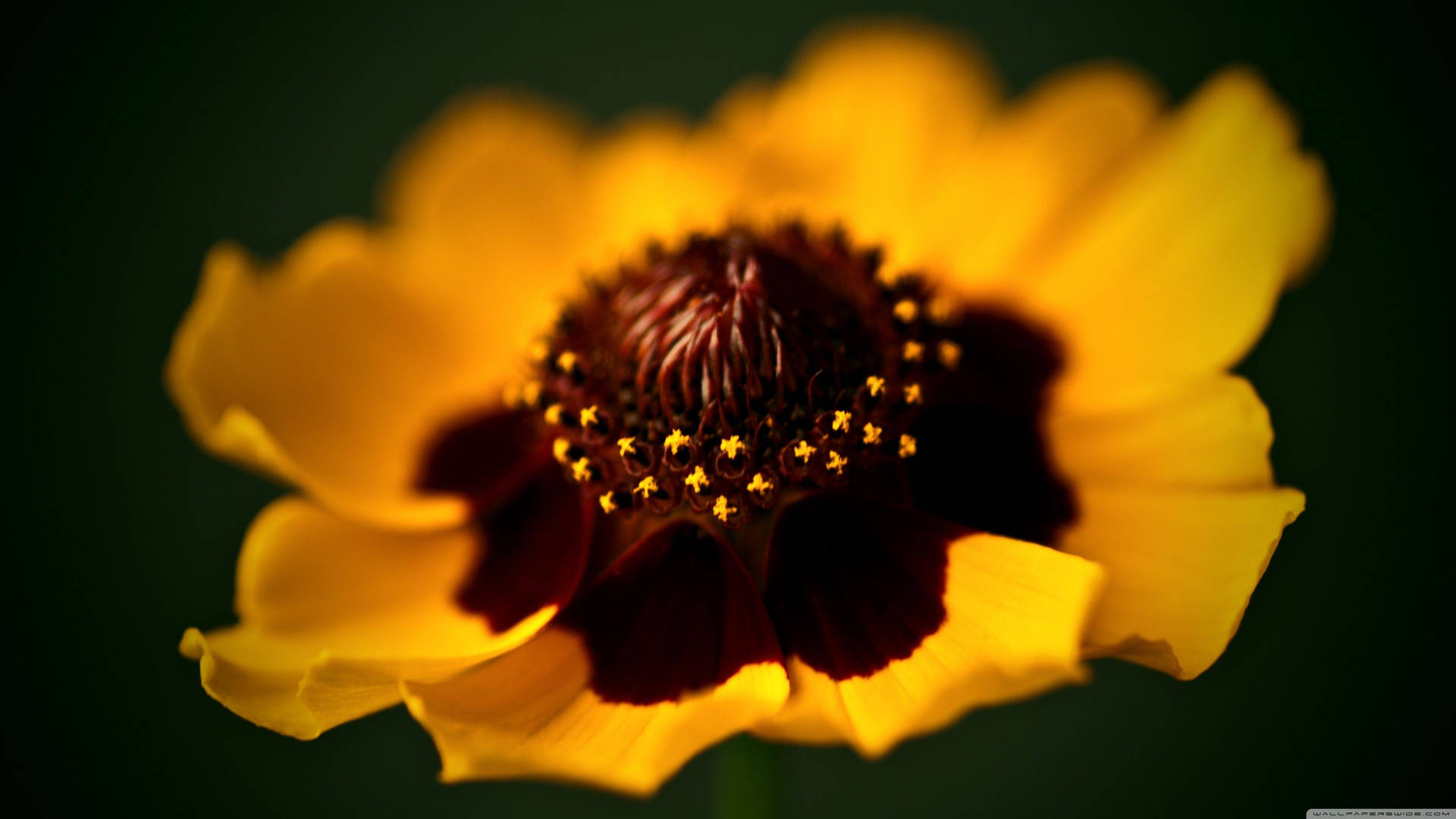 Two Toned Yellow Brown Macro Flower