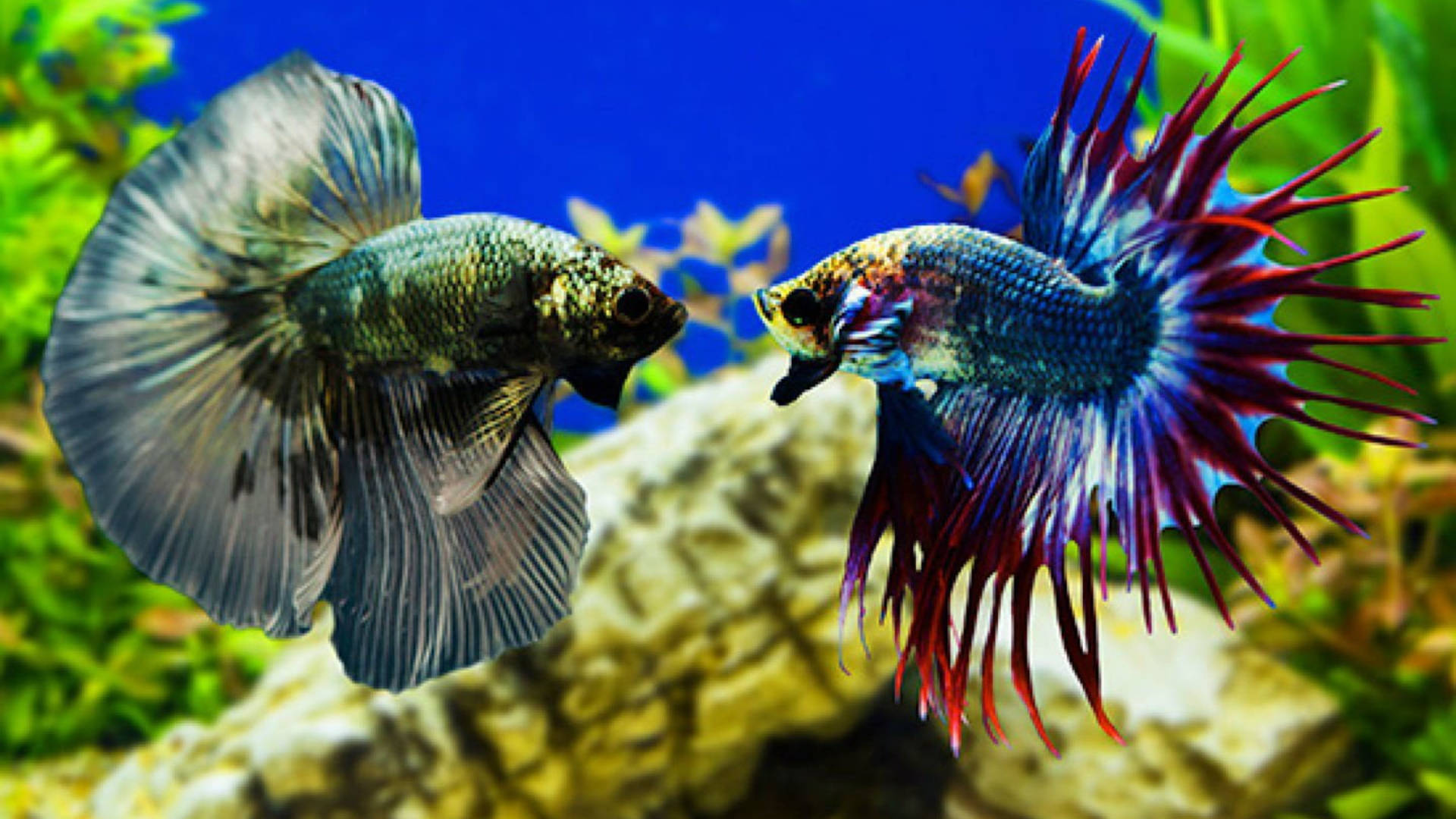 To tropiske fisk, der vender mod hinanden. Wallpaper