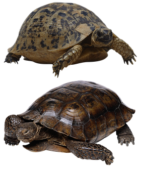 Two Turtles Black Background PNG