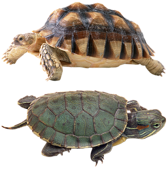 Two Turtles Comparison PNG