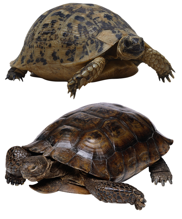 Two Turtles Transparent Background PNG