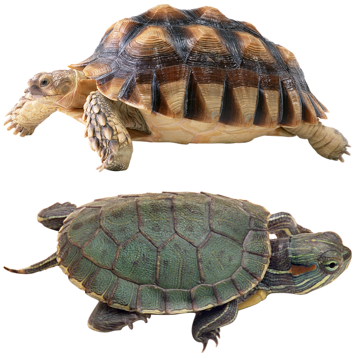 Two Turtles Transparent Background PNG