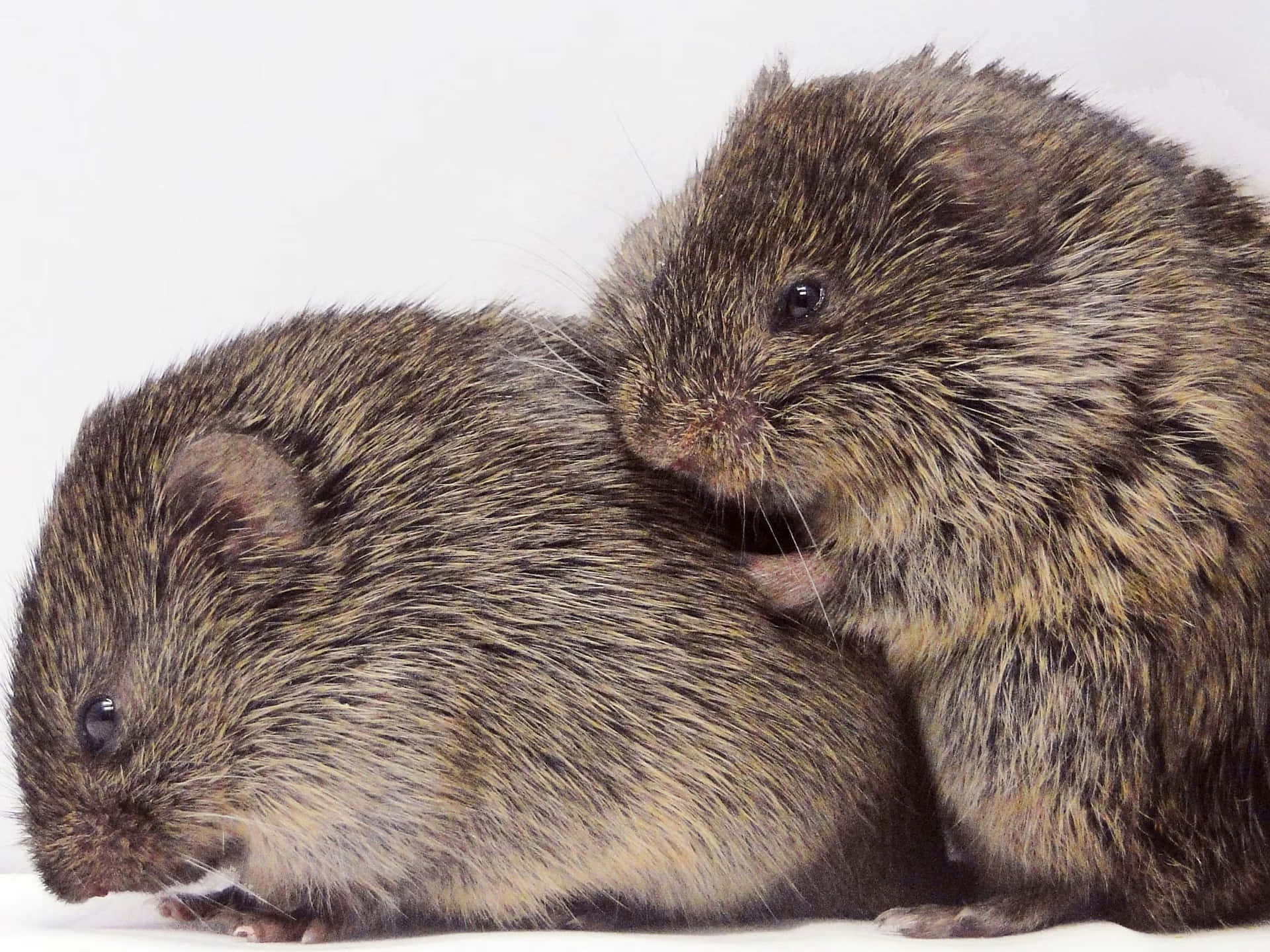 Twee Voles Knuffelend Achtergrond