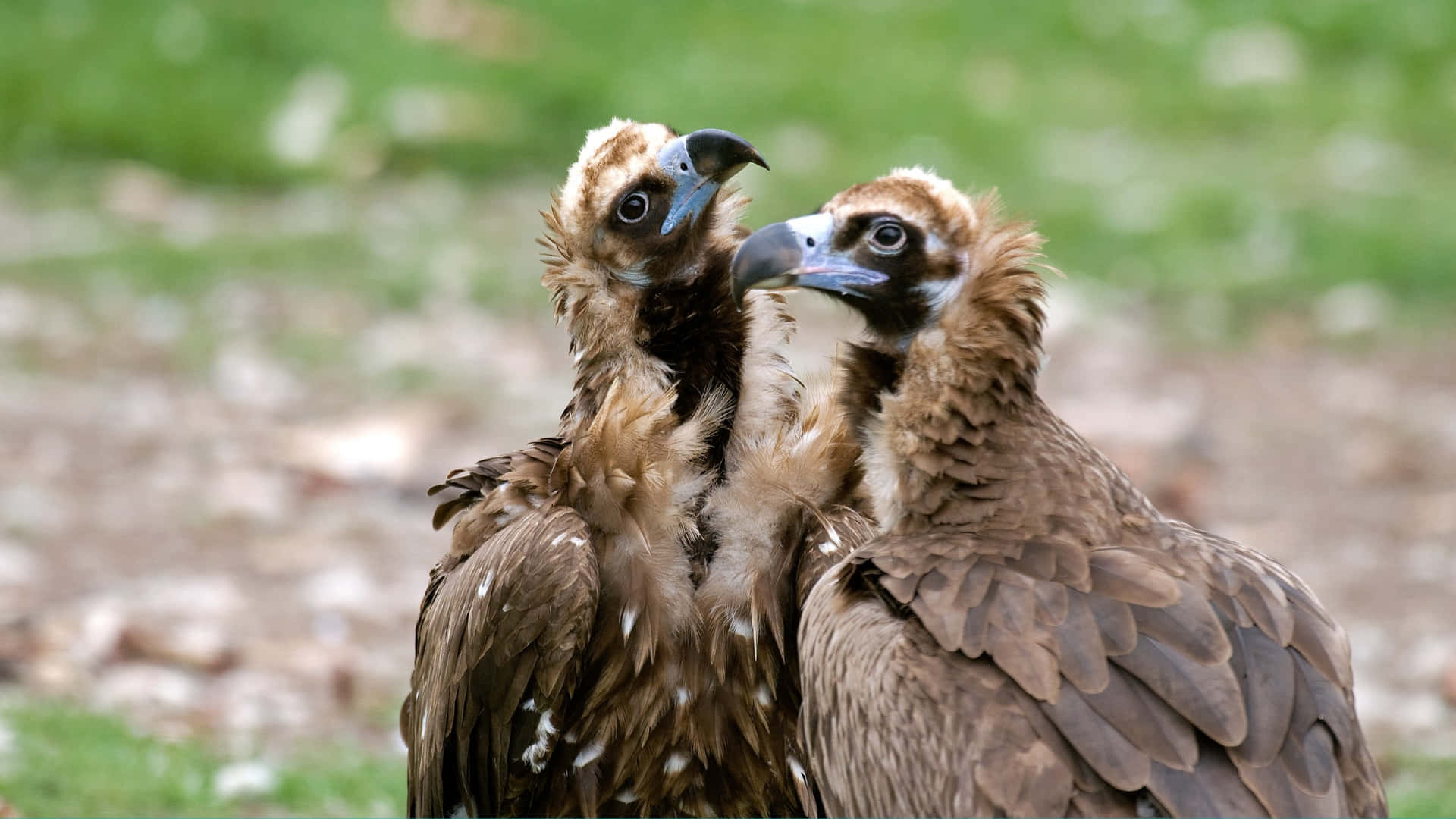 Two Vultures Intimate Moment Wallpaper