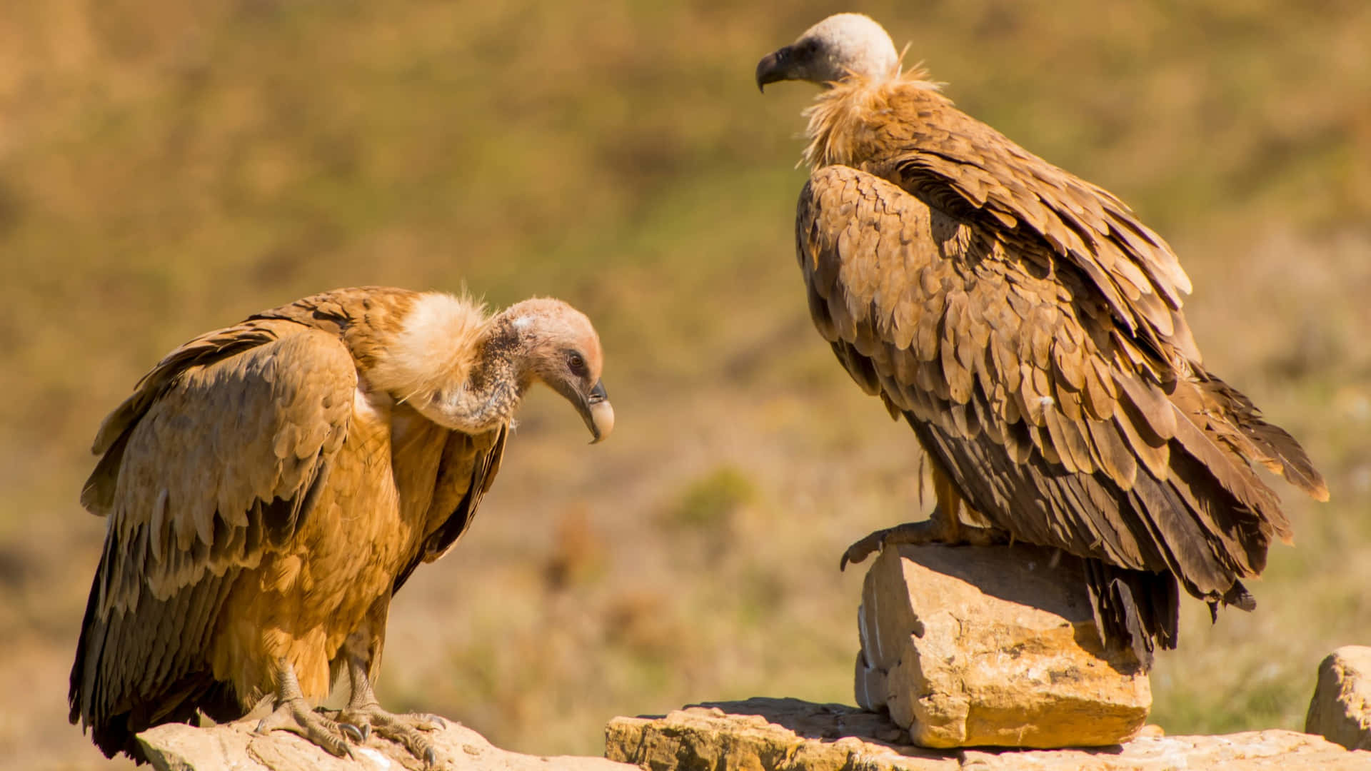 Two Vultures Perchedon Rock Wallpaper