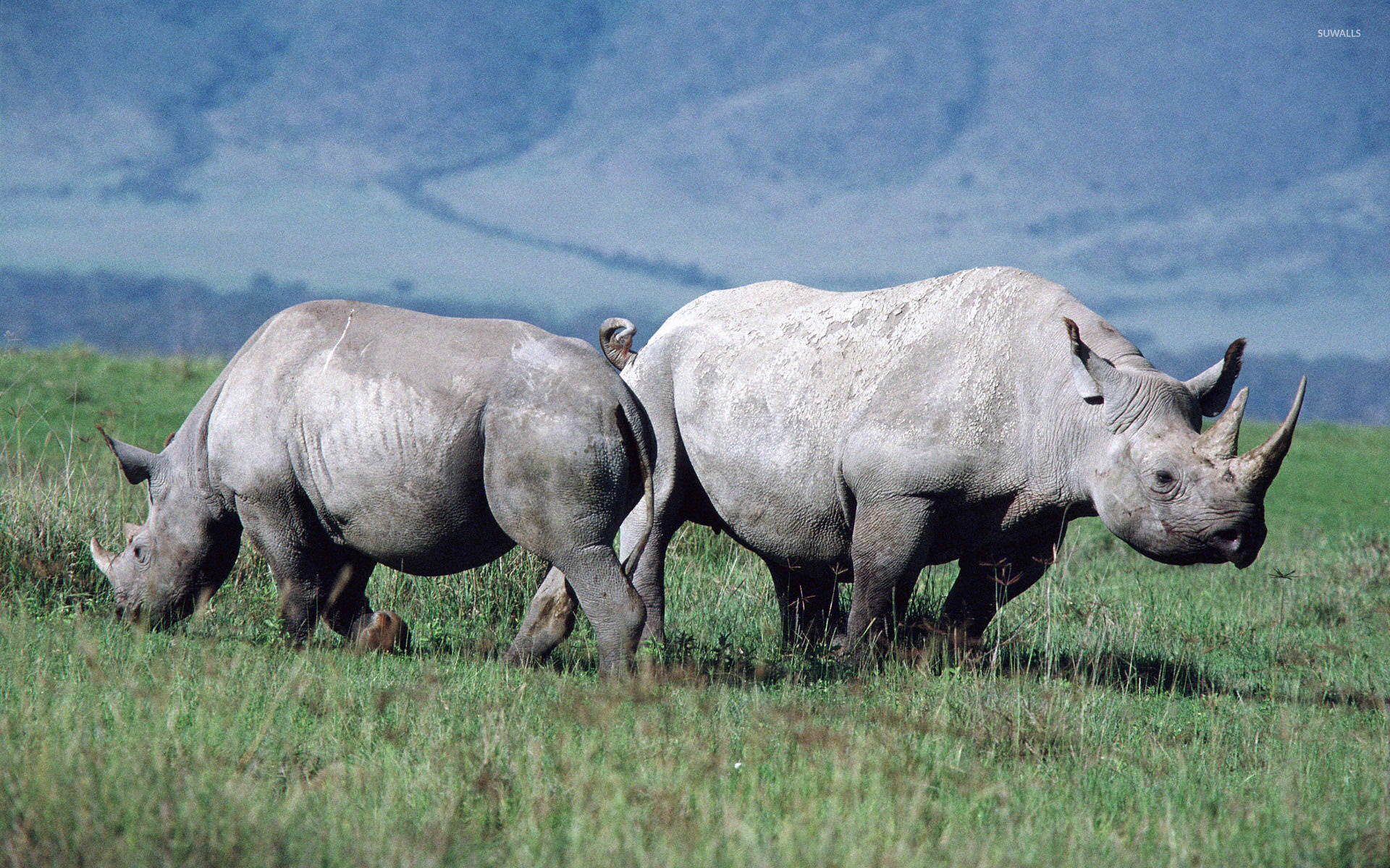 Two Walking Rhinoceros Wallpaper